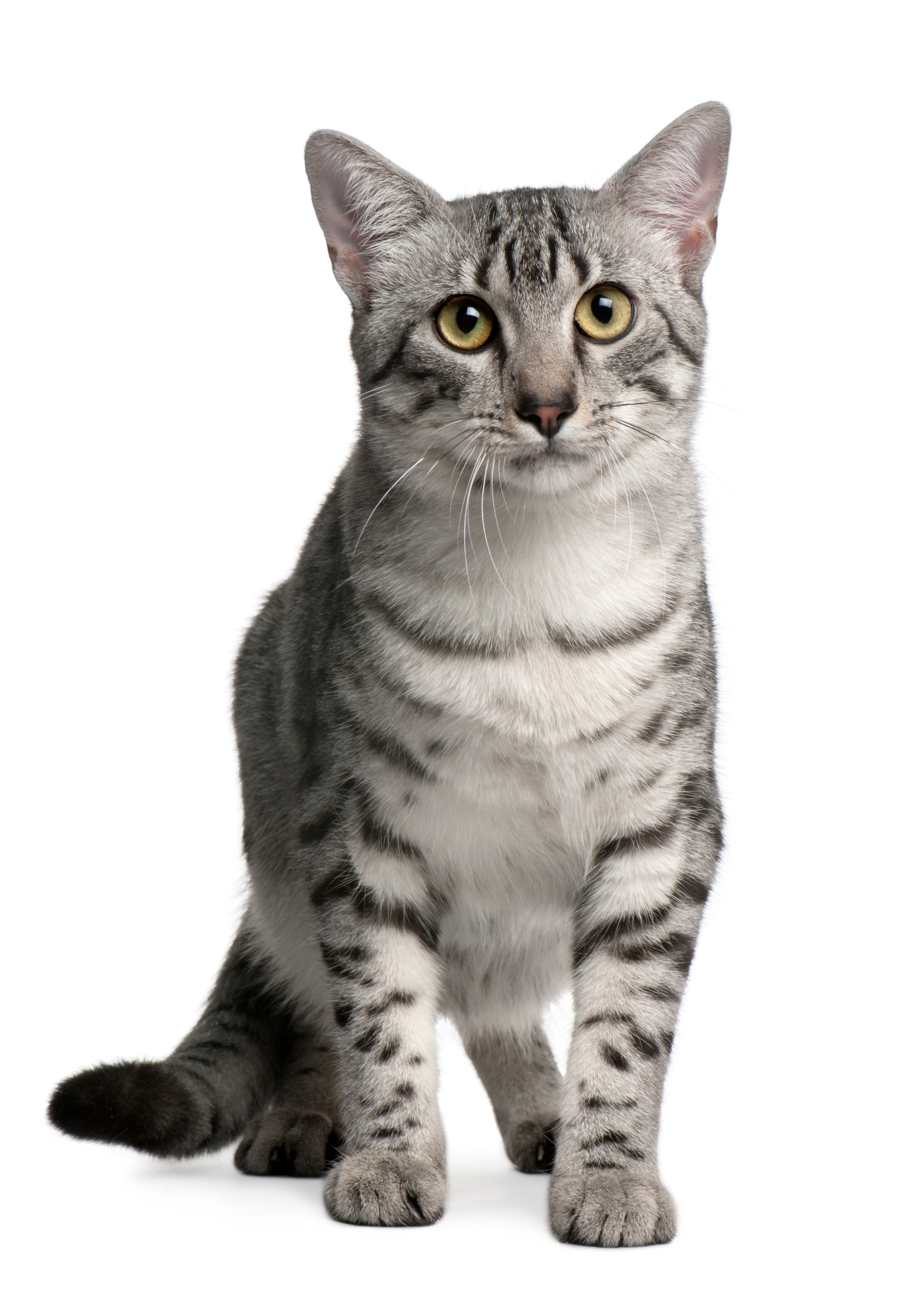 Egyptian Maus for Adoption in Oscoda Township, Michigan | Petfinder
